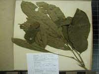 Herbarium sample